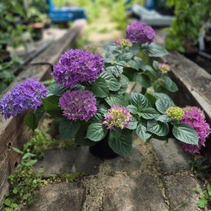 HORTENZIA KALINOLISTÁ HOVARIA HOBERGINE (Kvetináč 3 litre, Výška 20 cm)