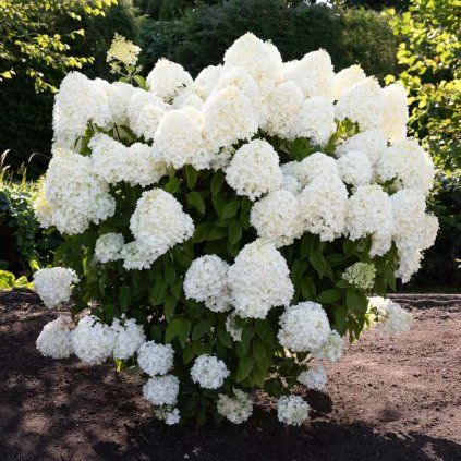 HORTENZIA METLINATÁ LIVING SUMMER SNOW (Kvetináč 2 litre, Výška 10 - 20 cm)