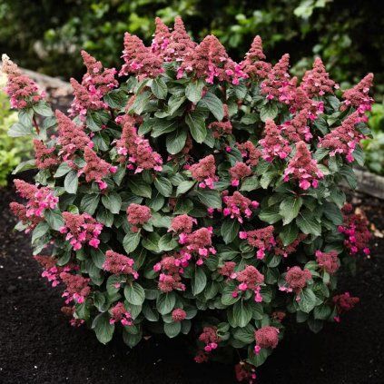 HORTENZIA METLINATÁ LIVING INFINITY (Kvetináč 3 litre, Výška 30 cm)