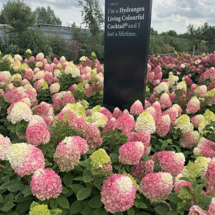 HORTENZIA LIVING COLOURFUL COCKTAIL (Kvetináč 5 litrov)