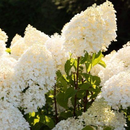 HORTENZIA METLINATÁ LIVING SUGAR RUSH (Kvetináč 3 litre, Výška 20 - 30 cm)