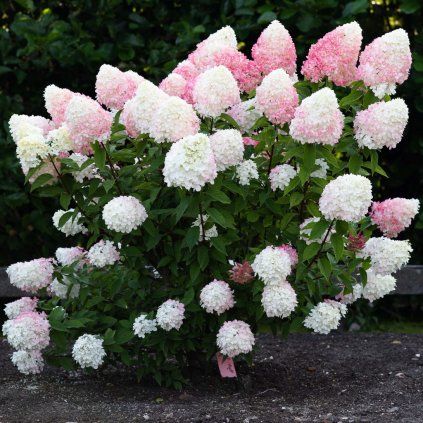 HORTENZIA METLINATÁ LIVING PINK & ROSE (Kvetináč 3 litre, Výška 30 cm)