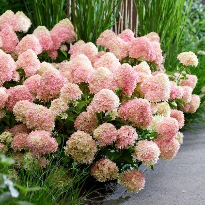 HORTENZIA METLINATÁ LIVING LITTLE LOVE (Kvetináč 5 litrov, Výška 50 cm)