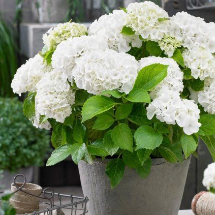 HORTENZIA KALINOLISTÁ HOVARIA HOLIBEL (Kvetináč 3 litre, Výška 30 cm)