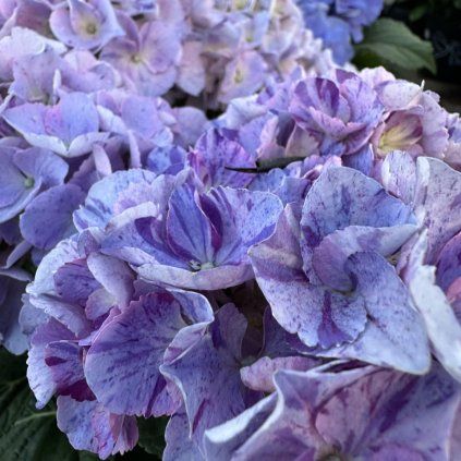 HORTENZIA KALINOLISTÁ HOVARIA SWEET FANTASY VIOLET (Kvetináč 1,5 litra, Výška 30 - 40 cm)