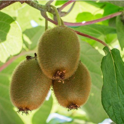 KIWI JENNY (Kvetináč 3 litre, Výška 70 cm)