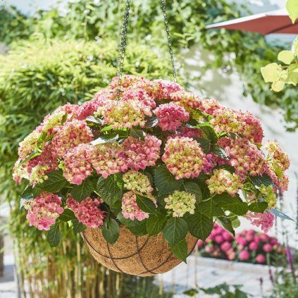 HORTENZIA KALINOLISTÁ TABLE TENSIA PINK V ZÁVESNOM KVETINÁČI (Kvetináč 5 litrov)
